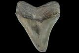 Serrated, Fossil Megalodon Tooth - Feeding Damage #90762-2